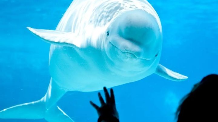 La dramática historia de 30 ballenas que podrían morir porque nadie paga su traslado a un santuario
