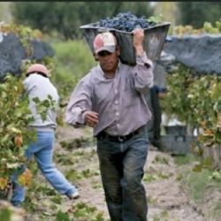 Cuántas toneladas de uva tiene que levantar un cosechador para cubrir la CBT