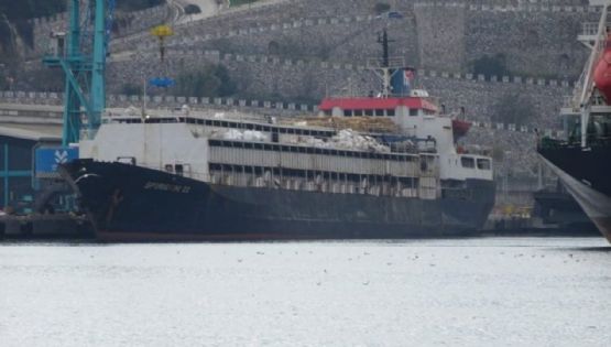 Casi 3.000 vacas uruguayas llevan dos meses en un buque sin poder desembarcar