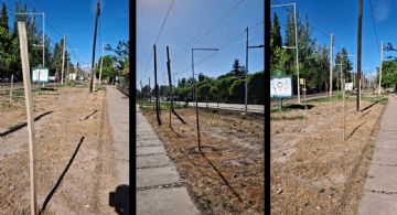 La paradoja de los árboles secos frente a la Facultad de Ciencias Agrarias