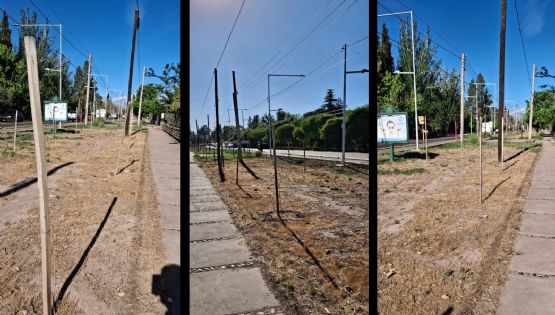 La paradoja de los árboles secos frente a la Facultad de Ciencias Agrarias
