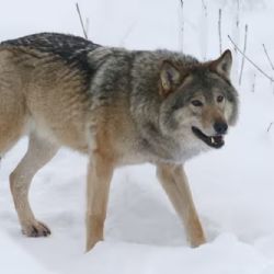 Finlandia: permiten volver a cazar lobos tras cinco décadas