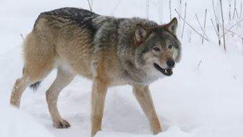 Finlandia: permiten volver a cazar lobos tras cinco décadas