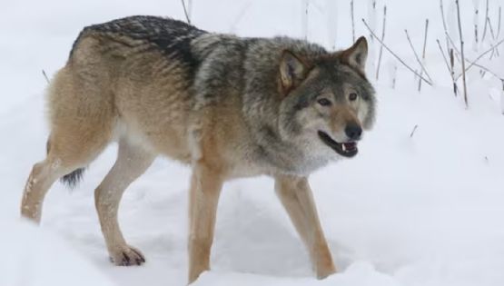 Finlandia: permiten volver a cazar lobos tras cinco décadas