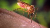 Foto ilustrativa de la nota titulada: Detectaron un nuevo virus transmitido por mosquitos