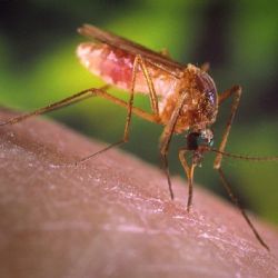 Detectaron un nuevo virus transmitido por mosquitos