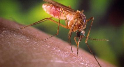 Detectaron un nuevo virus transmitido por mosquitos