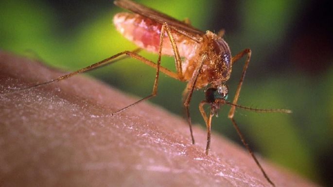 Detectaron un nuevo virus transmitido por mosquitos