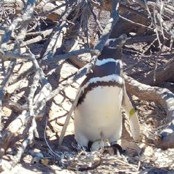 Un streaming de Chubut muestra a pingüinos y otras aves en vivo