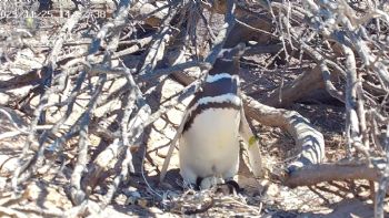 Un streaming de Chubut muestra a pingüinos y otras aves en vivo