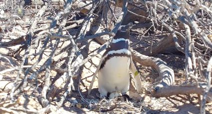 Un streaming de Chubut muestra a pingüinos y otras aves en vivo