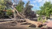 Foto ilustrativa de la nota titulada: La furia del viento: un árbol cayó y quedó la calle cortada en Guaymallén