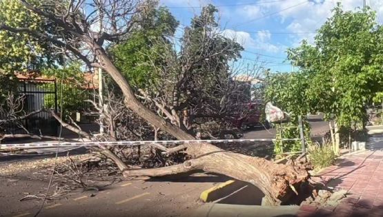 La furia del viento: un árbol cayó y quedó la calle cortada en Guaymallén