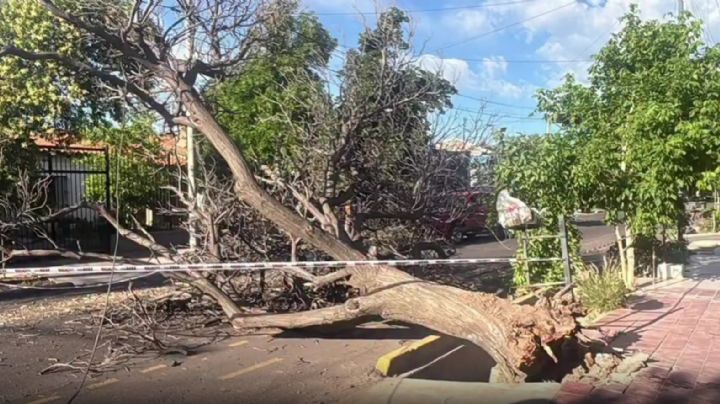 La furia del viento: un árbol cayó y quedó la calle cortada en Guaymallén
