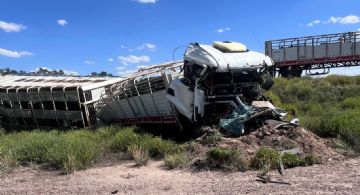 Volcó un camión con 65 vacas en Las Catitas 