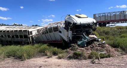 Volcó un camión con 65 vacas en Las Catitas 