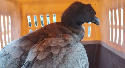 Rescataron a un cóndor andino en Valle Grande y ya es el segundo en una semana 