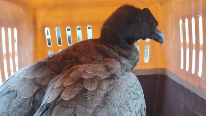 Rescataron a un cóndor andino en Valle Grande y ya es el segundo en una semana 