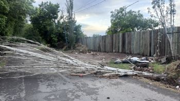 Árboles caídos y casas anegadas: el balance de la tormenta en Mendoza