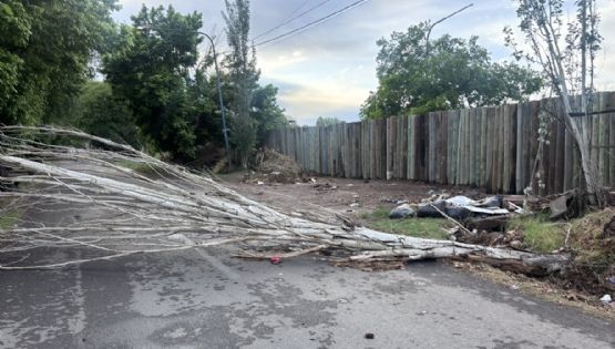 Árboles caídos y casas anegadas: el balance de la tormenta en Mendoza
