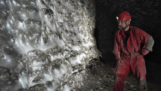 Encontraron una megaciudad subterránea de más de 100 mil arañas