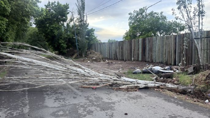 Árboles caídos y casas anegadas: el balance de la tormenta en Mendoza