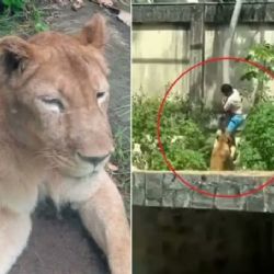 Un joven de 19 años murió tras ingresar a la jaula de una leona en Brasil