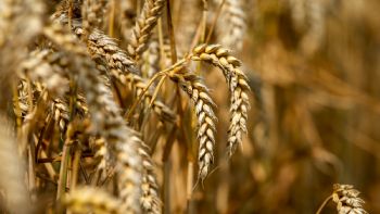 Dólar agro: noviembre cierra con US$760 millones