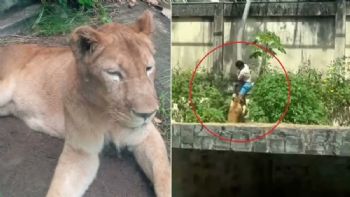 Un joven de 19 años murió tras ingresar a la jaula de una leona en Brasil