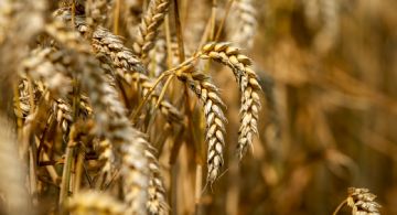 Dólar agro: noviembre cierra con US$760 millones