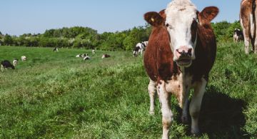 Sigue la polémica por el proyecto que propone un impuesto a los gases de las vacas 