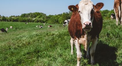 Sigue la polémica por el proyecto que propone un impuesto a los gases de las vacas 