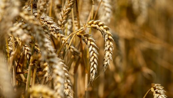 Dólar agro: noviembre cierra con US$760 millones