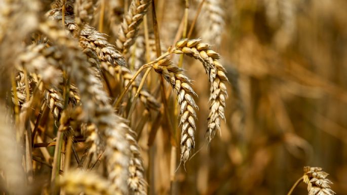 Dólar agro: noviembre cierra con US$760 millones