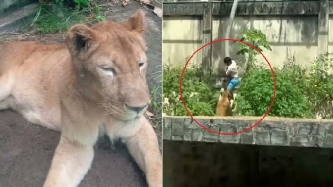 Un joven de 19 años murió tras ingresar a la jaula de una leona en Brasil