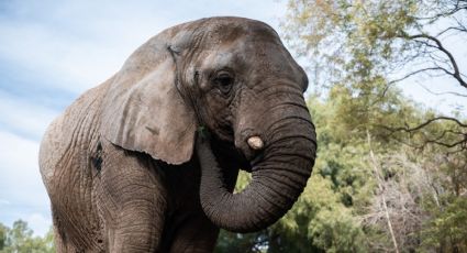 Murió Kenya, la última elefante del ex zoo de Mendoza que había sido trasladada a Brasil
