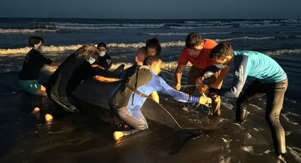 Zifio: apareció el cetáceos más raro del mundo en una playa argentina 