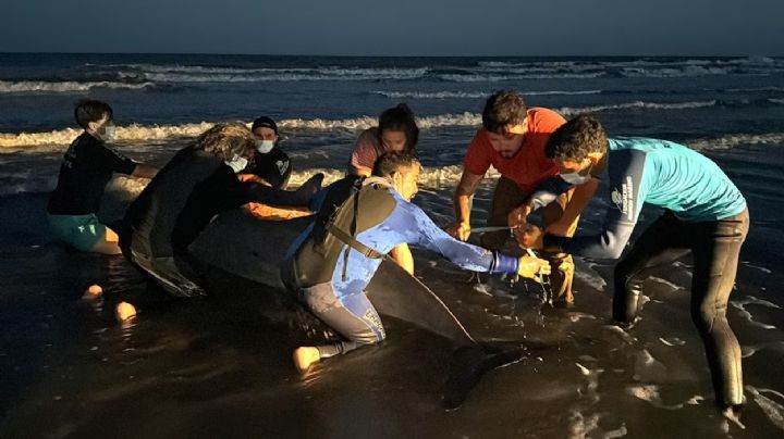Zifio: apareció el cetáceos más raro del mundo en una playa argentina 