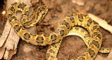 Un hombre murió en Cipolletti tras la mordida de una serpiente yarará 