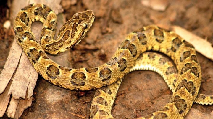 Un hombre murió en Cipolletti tras la mordida de una serpiente yarará 