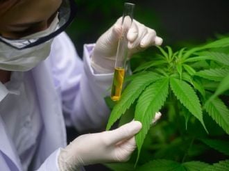 Mendoza creó el primer programa de cannabis veterinario del país