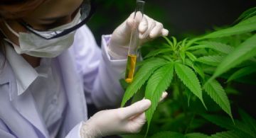 Las Heras habilitó el cultivo de cannabis medicinal e industrial 
