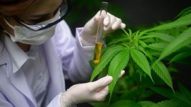 Foto iliustrativa de  Mendoza creó el primer programa de cannabis veterinario del país