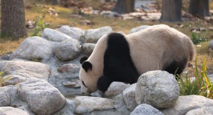 La nueva base de pandas en China recibió a más de 6.000 visitantes en su debut