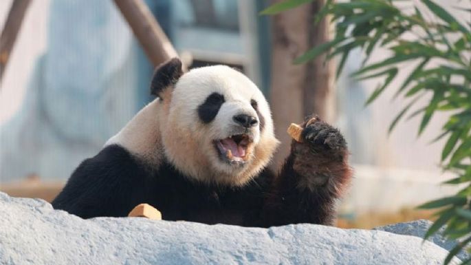 La nueva base de pandas en China recibió a más de 6.000 visitantes en su debut