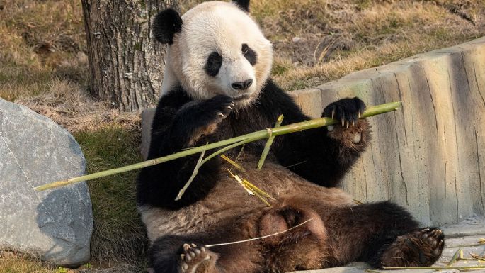 La nueva base de pandas en China recibió a más de 6.000 visitantes en su debut