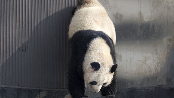 La nueva base de pandas en China recibió a más de 6.000 visitantes en su debut