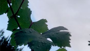 ¿Seguirán las lluvias en Mendoza? Esto dice el pronóstico