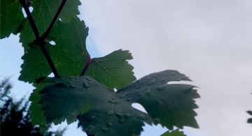 ¿Seguirán las lluvias en Mendoza? Esto dice el pronóstico