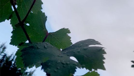 ¿Seguirán las lluvias en Mendoza? Esto dice el pronóstico
